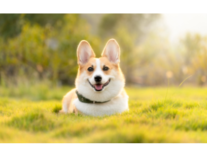 Poplatek ze psů (pro držitele nad 65 let)